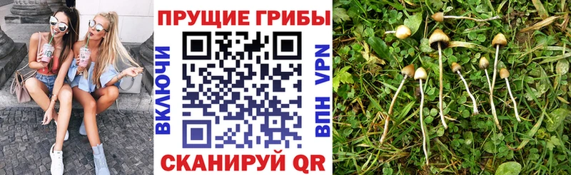 дарнет шоп  Циолковский  Псилоцибиновые грибы GOLDEN TEACHER 